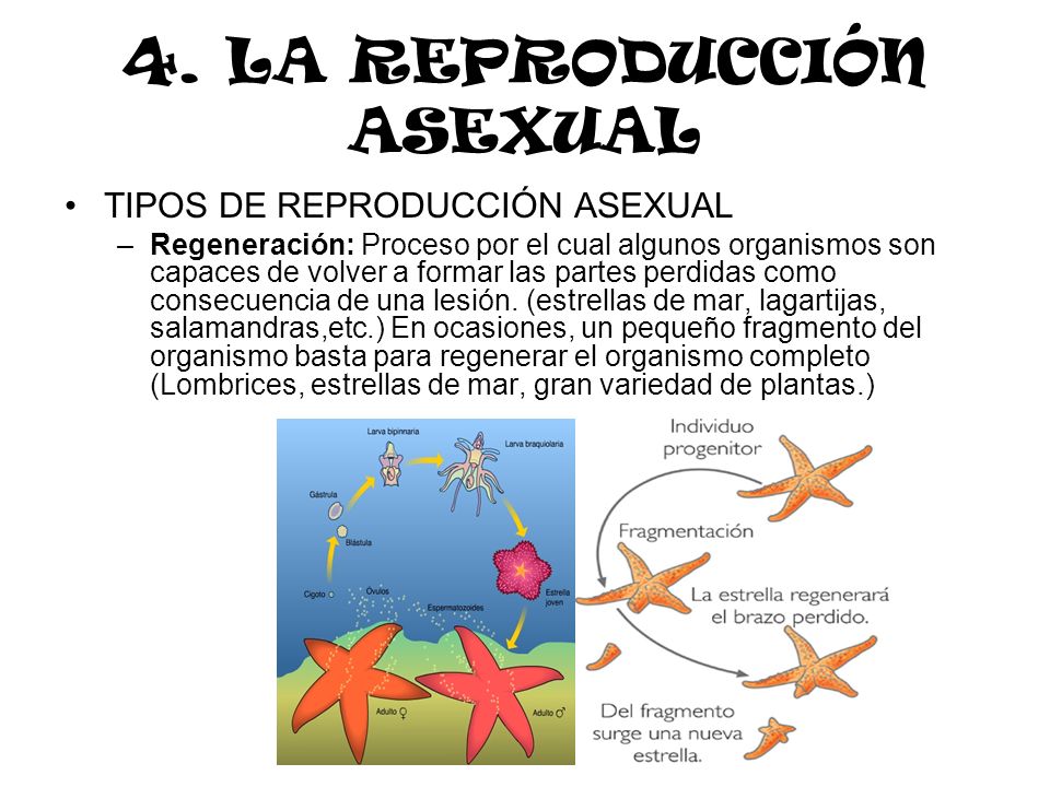What do you do when your ex starts dating someone new Reproduccion asexual por regeneracion